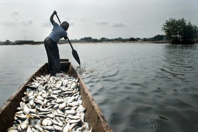 Whole fishing families from Togo, Guinea and Benin migrate to Gabon’s unexploted coasts to be able to continue fishing. As they said their coasts are over fished and they can hardly find anything anymore.