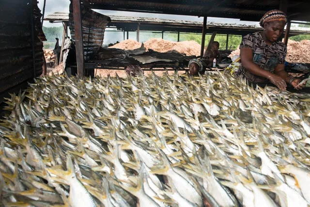 Hundreds of sardines are carefully placed and get ready to be smoked.