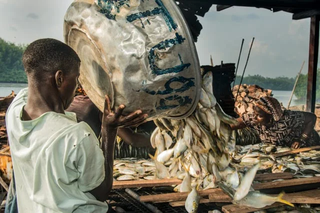 Fishermen empty bucket or sardines and get them ready to smoke them.