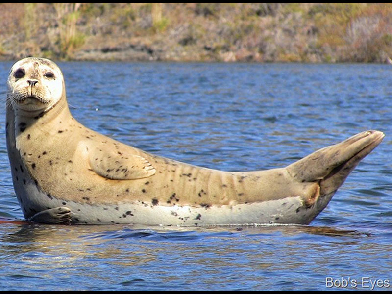 Harbor Seal