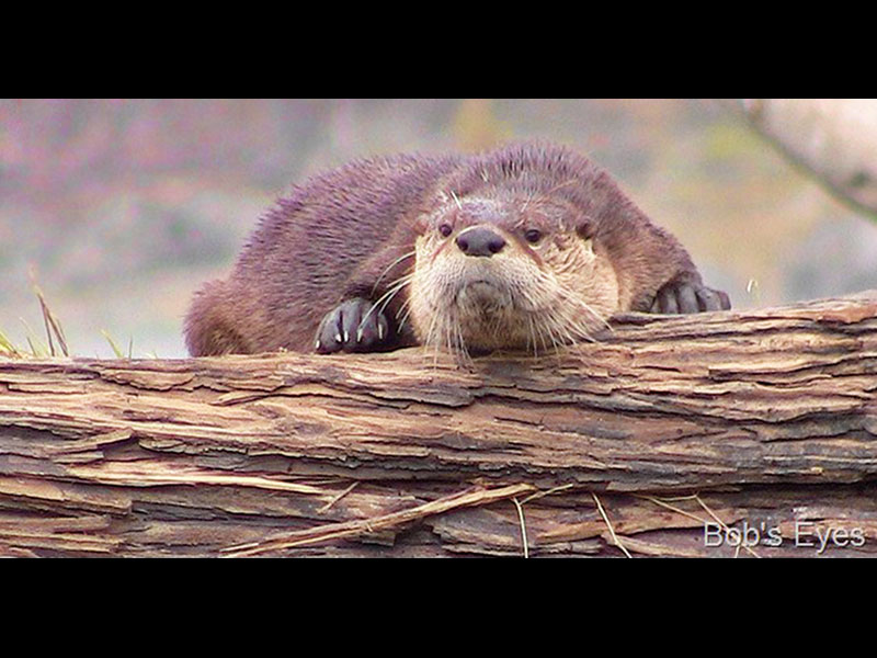 River otter