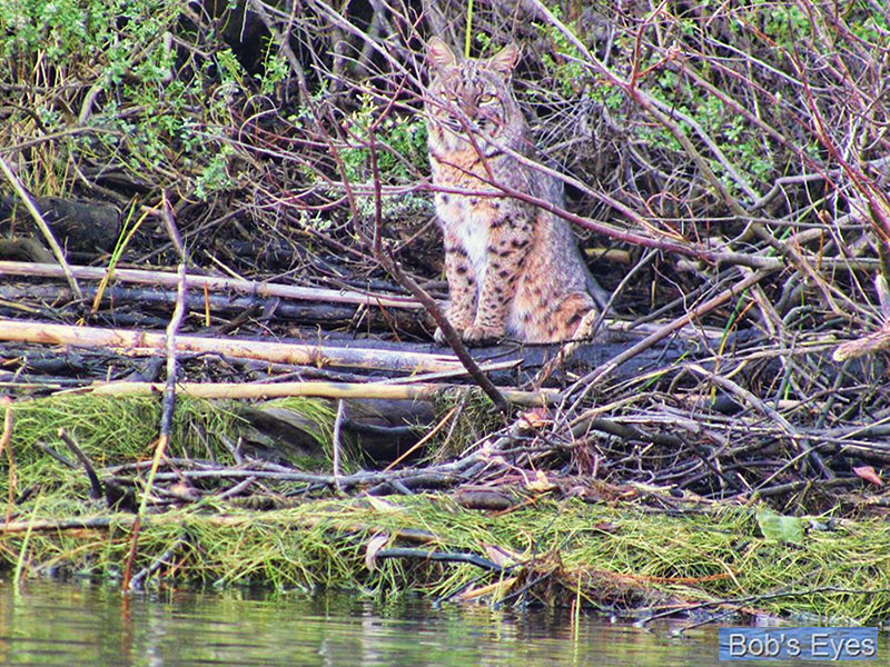 Bobcat