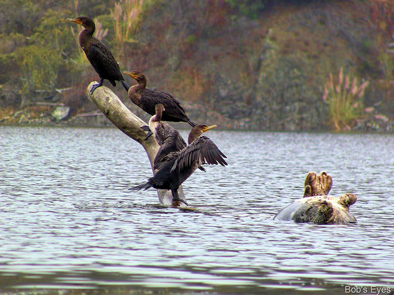 Comorants and Harbor Seal