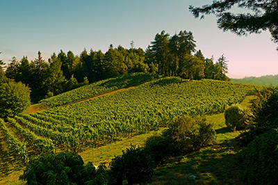 Red Car Winery - www.redcarwine.com