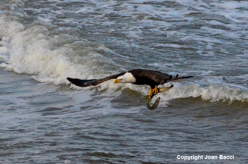 Jenner Bald Eagle with Lamprey