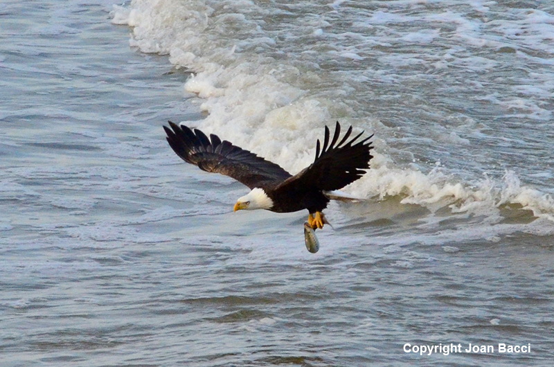 Jenner Bald Eagle with Lamprey