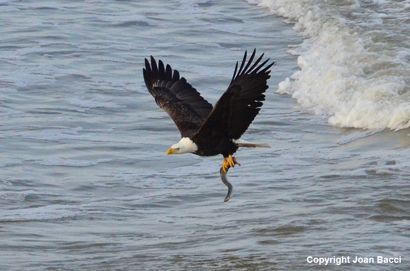 Jenner Bald Eagle with Lamprey