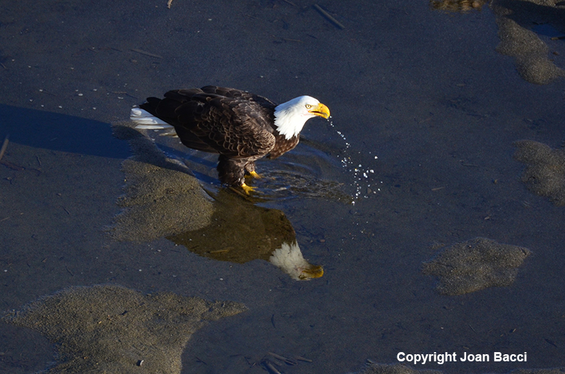 Jenner Bald Eagle