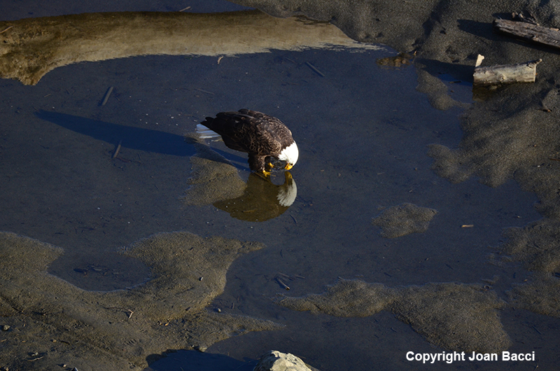 Jenner Bald Eagle