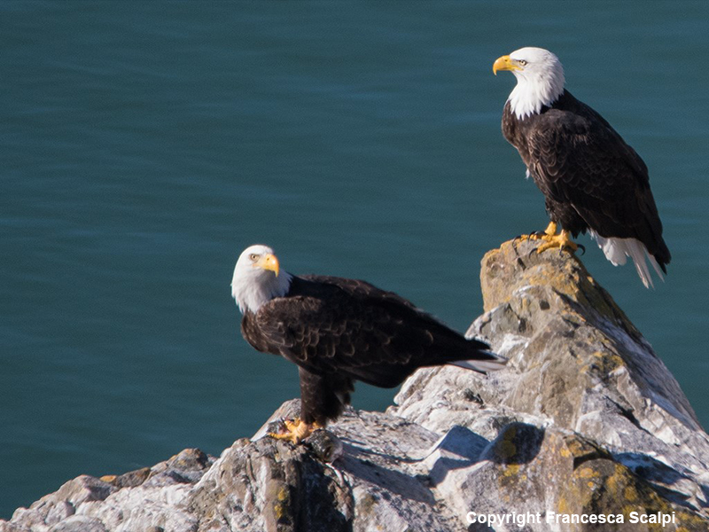 Pair of Bald Eagles