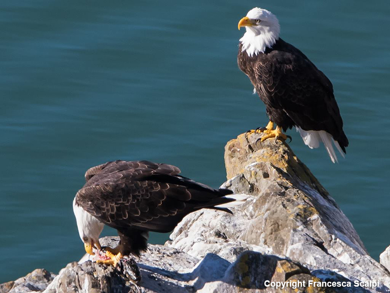 Pair of Bald Eagles