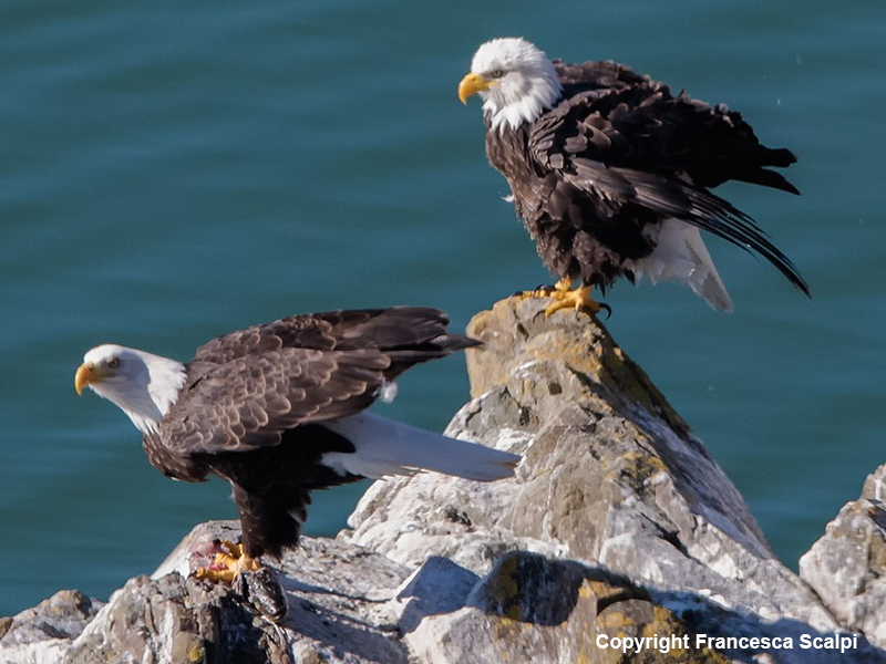 Pair of Bald Eagles