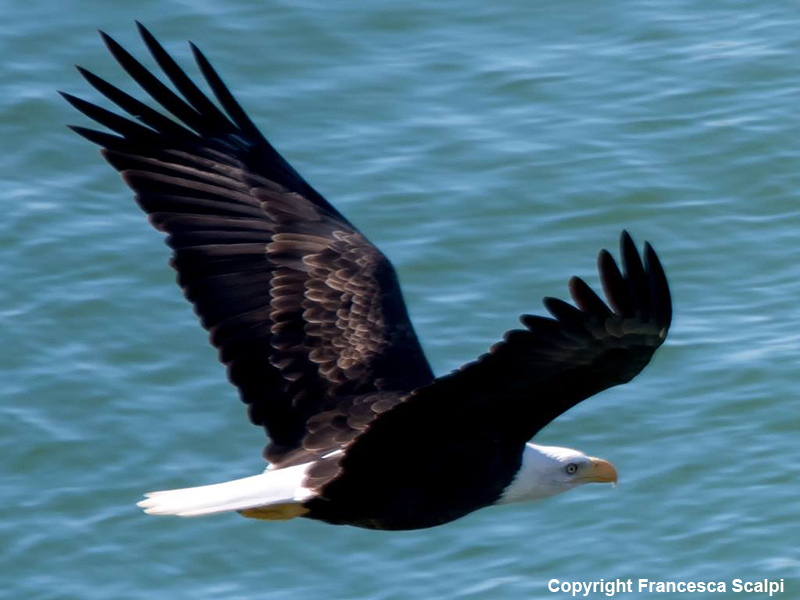 Bald Eagle Flying Toward Mouth of River