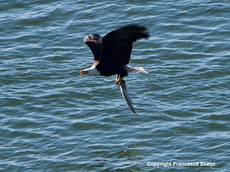 Bald Eagle with a Fish