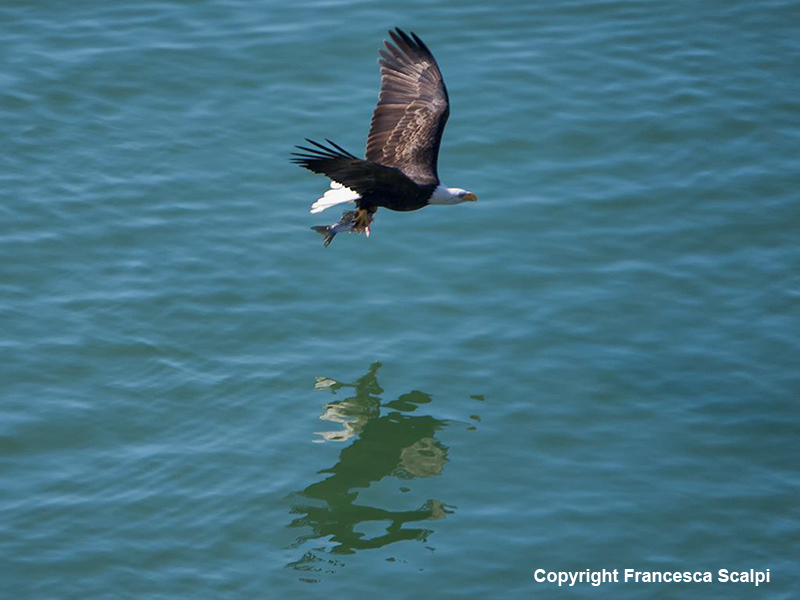 Bald Eagle with a Fish