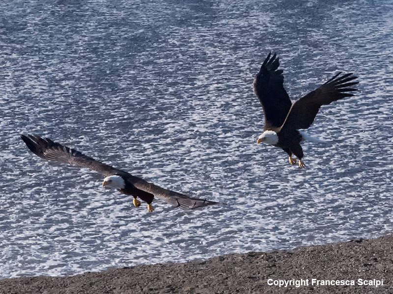 Pair of Bald Eagles