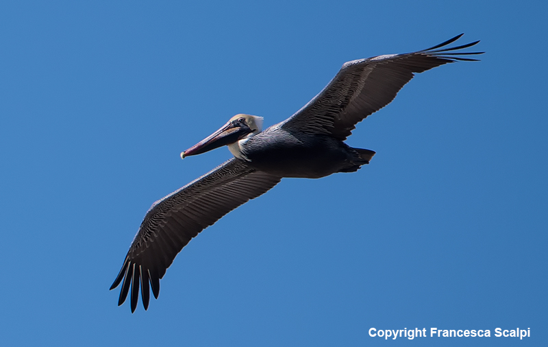 pelican1.jpg
