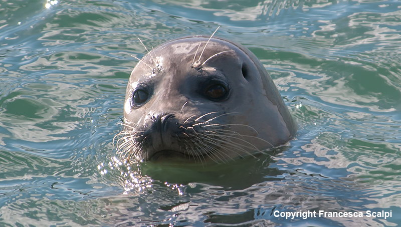 Harbor Seal in Jenner Estuary