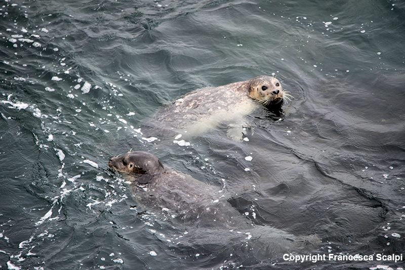 Harbor Seal by Fort Ross