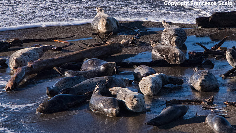 Harbor Seal in Jenner Estuary