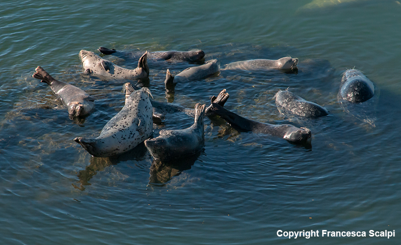 Harbor Seal in Jenner Estuary