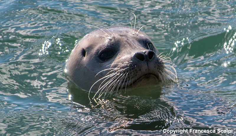 Harbor Seal in Jenner Estuary