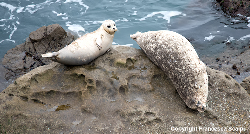 Harbor Seals By Fort Ross