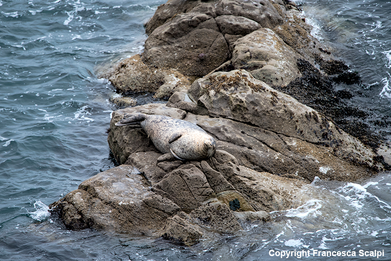 Harbor Seal By Fort Ross