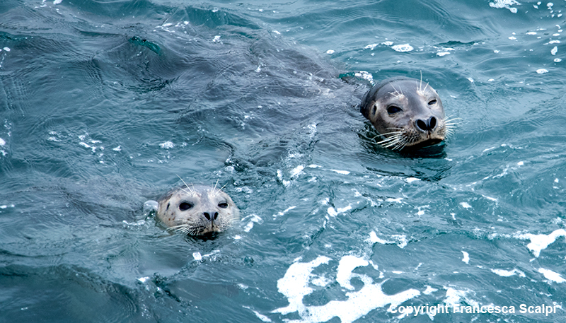 Harbor Seals By Fort Ross