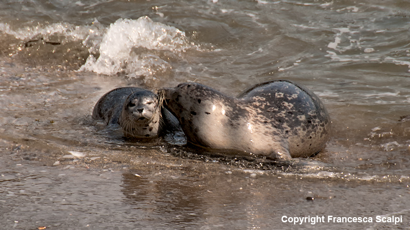 Harbor Seal Pup & Mom in Sea Ranch