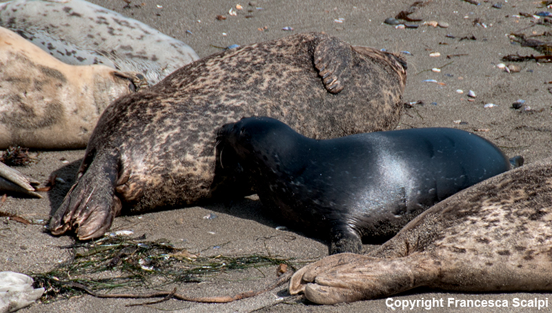 Harbor Seal Pup & Mom in Sea Ranch