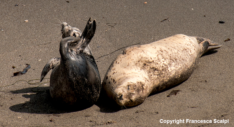 Harbor Seal Pup & Mom in Sea Ranch