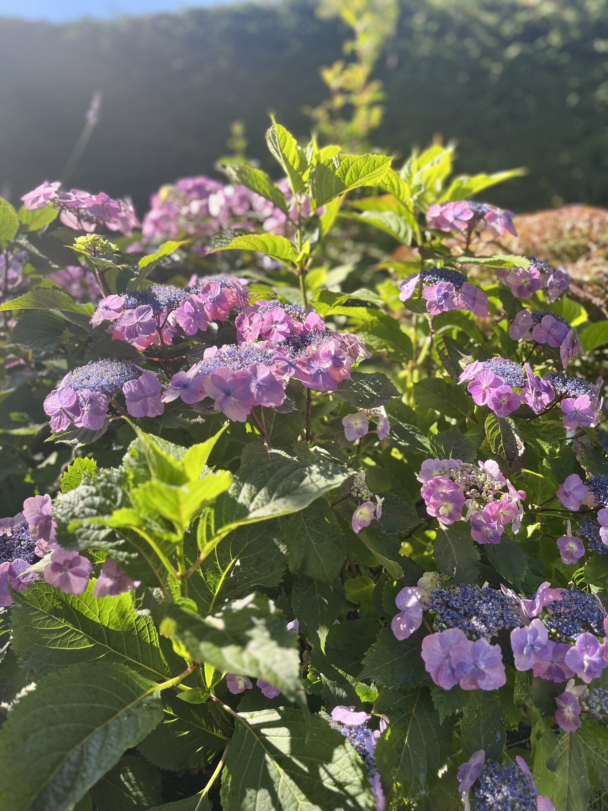 IMG_20260203_100054 (2).jpg