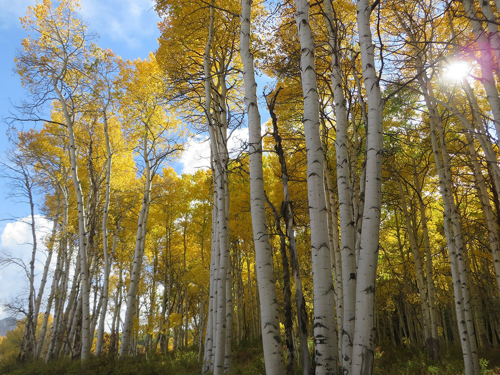ASPEN + IMPACT