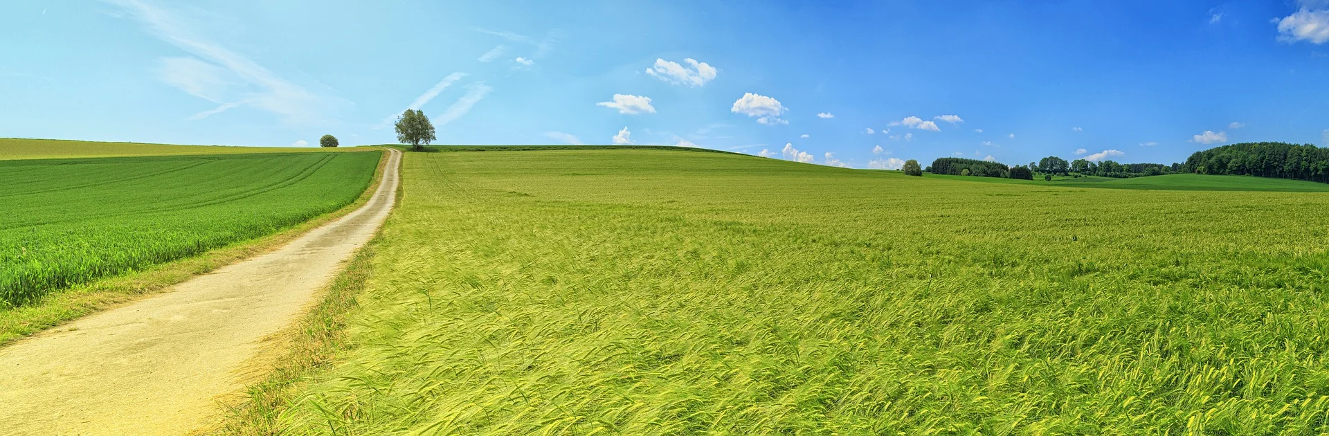 Farmland leading to the horizon.jpg