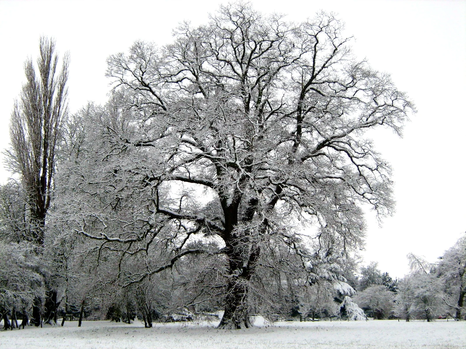 Tree in snow
