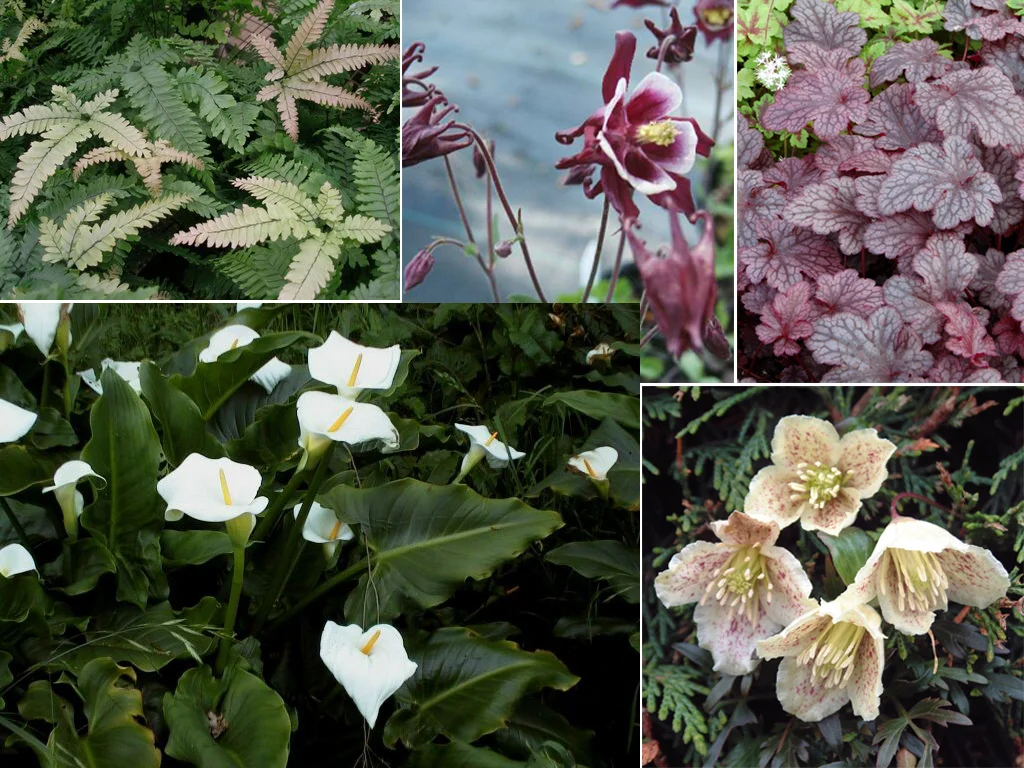 From top L: Adiantum hispidulum , Aquilegia vulgaris 'Winky Mix,' Heuchera 'Plum Pudding,' Zantedeschia aethiopica, Clematis cirrhosa var. balearica