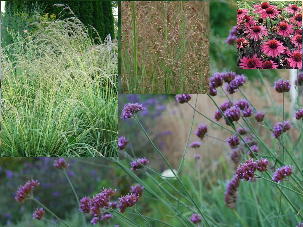Inset from Left: Molinia caerulea 'Variegata,' Panicum virgatum 'Heavy Metal,' Echinacea purpurea . Background: Verbena bonariensis