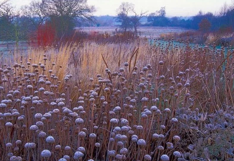 Oudolf Winter Garden Photo : Piet Oudolf