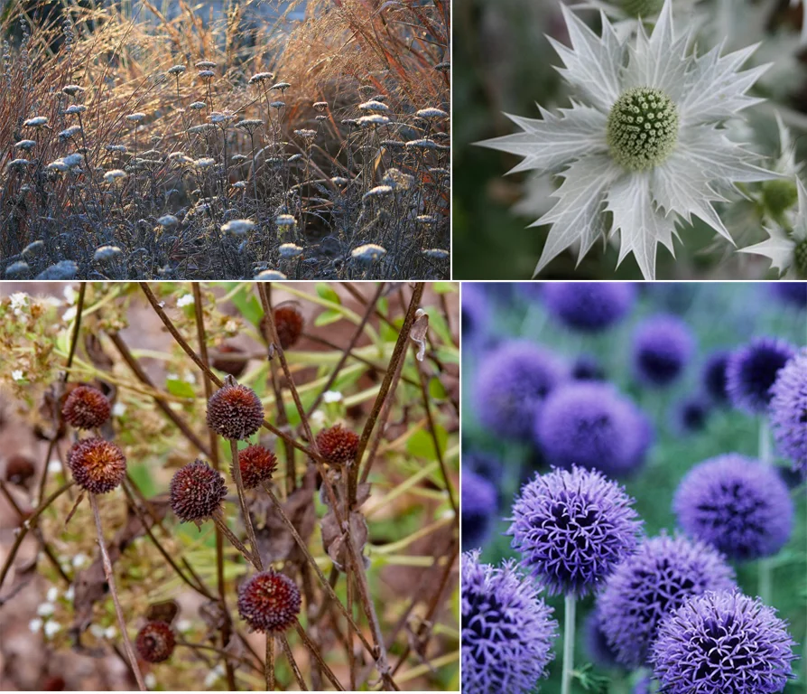 Clockwise from top L: Achillea, Eryngium, Echinops, Rudbeckia