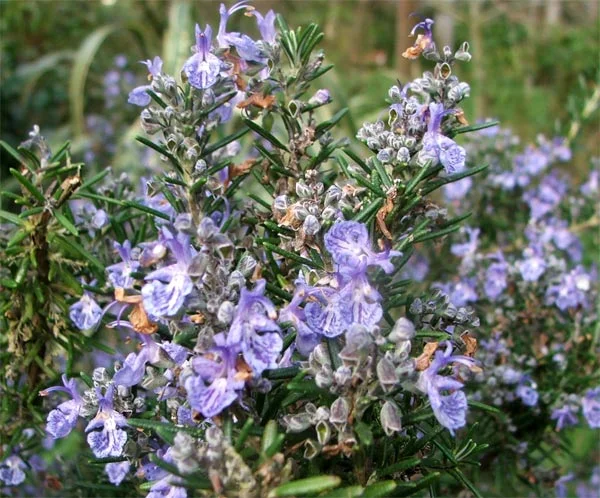 rosemary.jpg