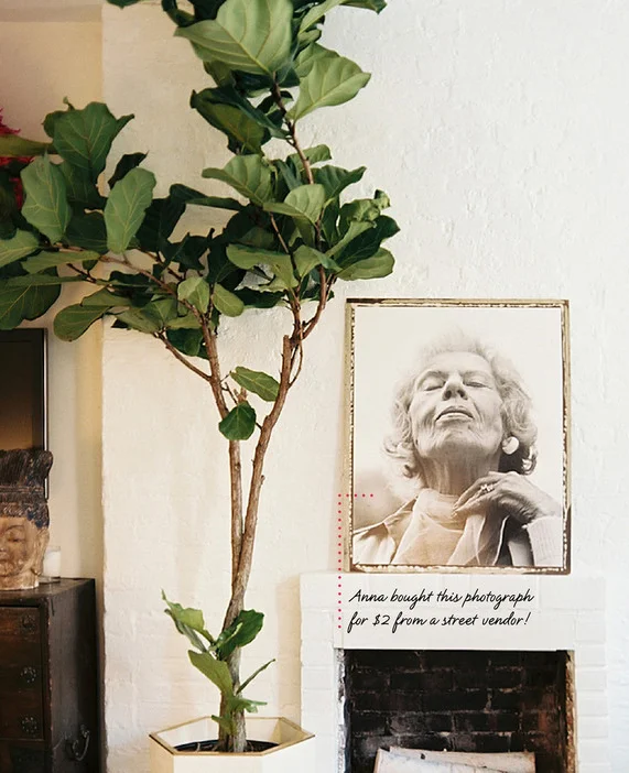 ficus lyrata lonny.jpg