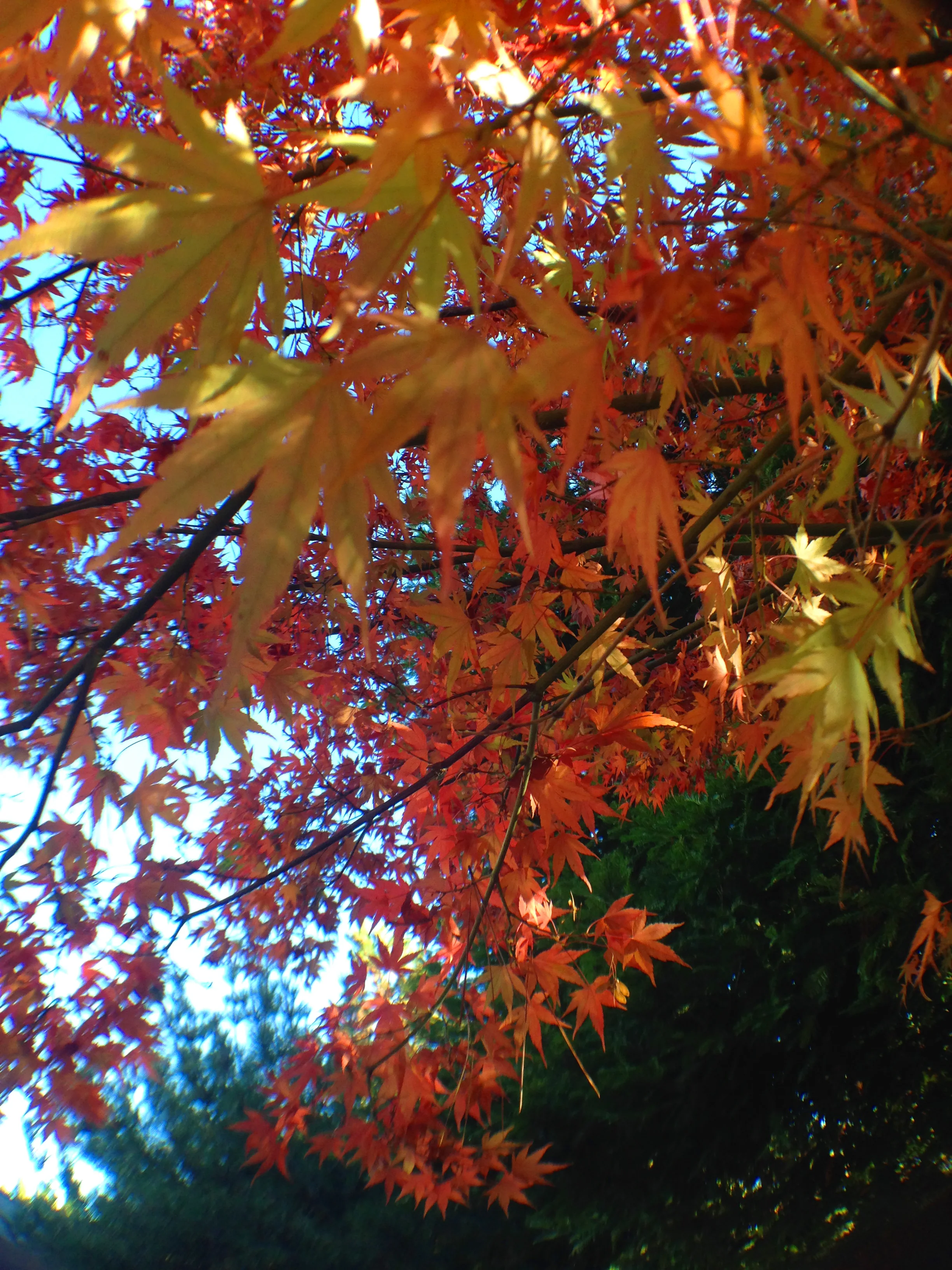 maple closeup autumn.jpg