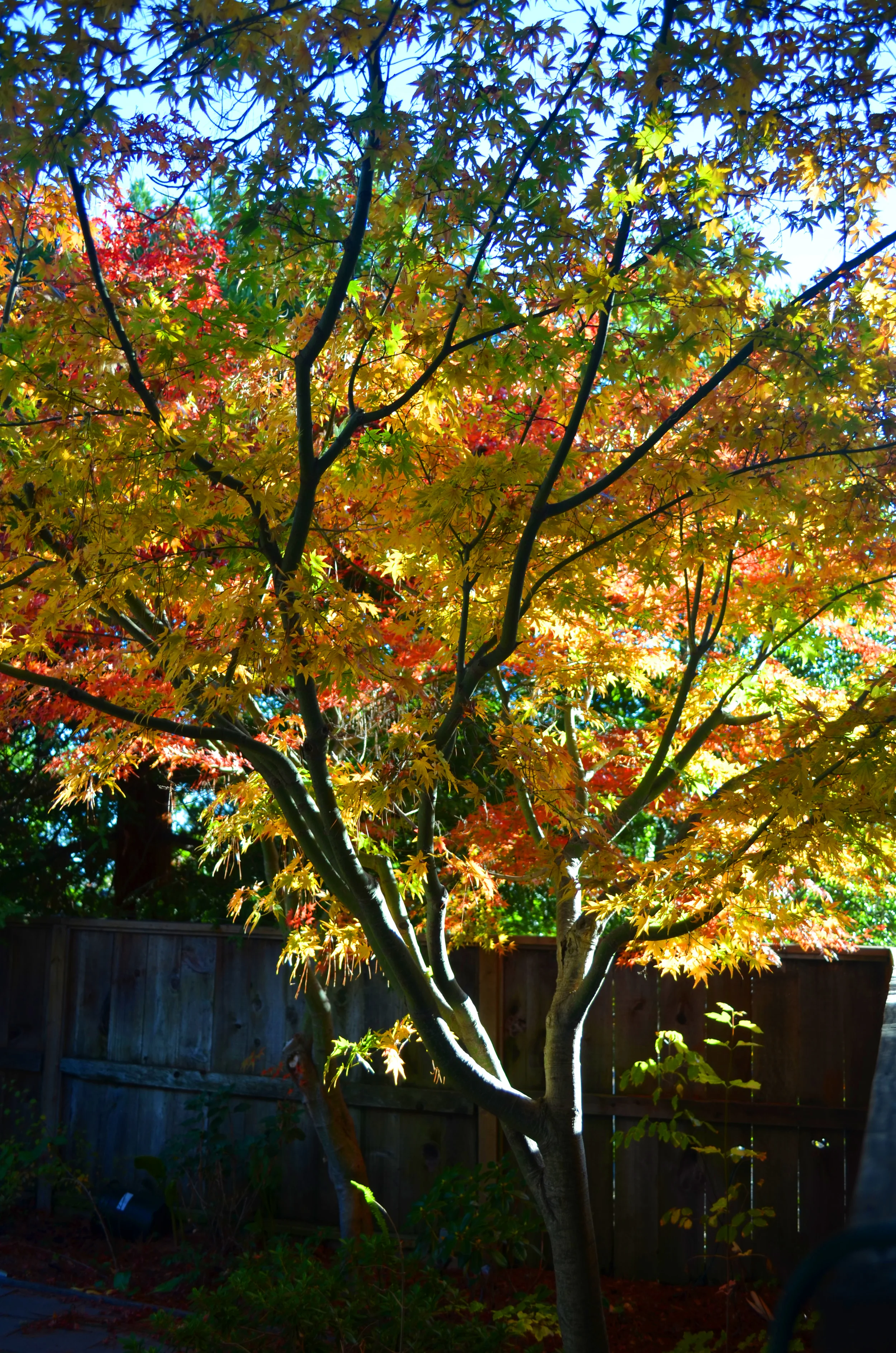 November maple.jpg