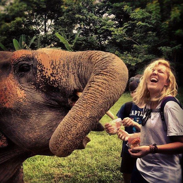 Feeding Motala at the elephant hospital. 