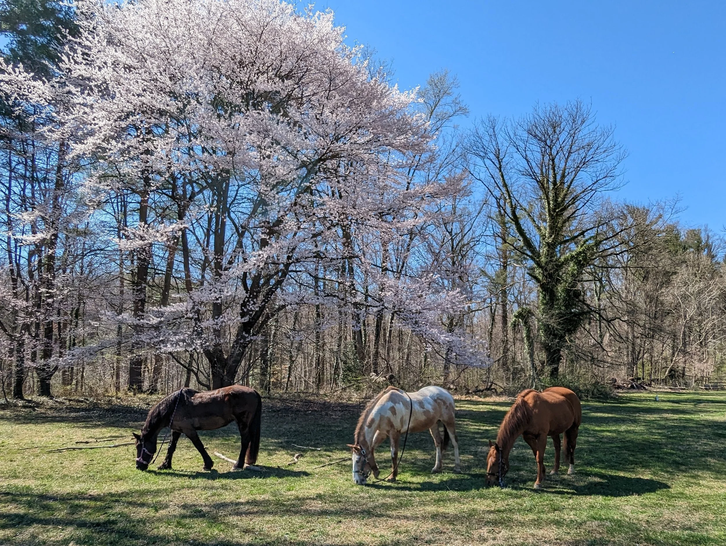 Monastery Stables - Reconnect with the Nature