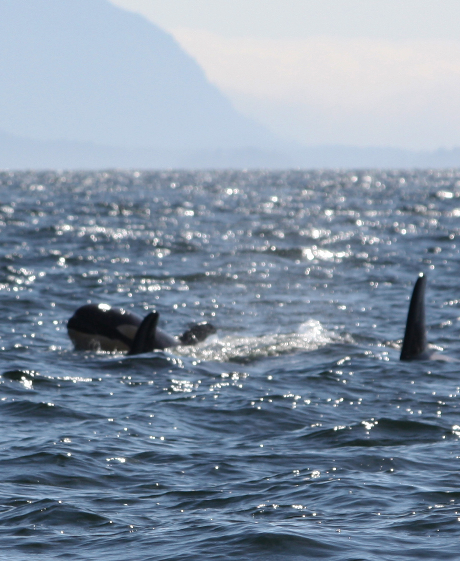  We had Orcas early this summer: this photo was taken in early May. 