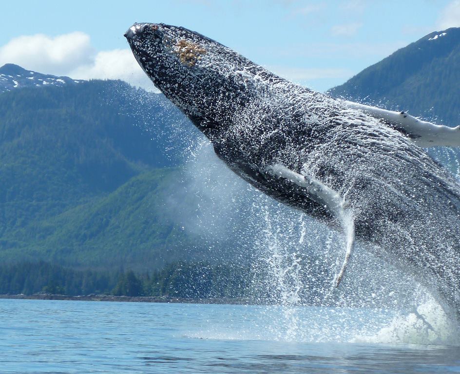  Our photo contest winner, Bonnie captured this amazing photo of an acrobatic humpback whale putting on a show at Orcas Cove. 