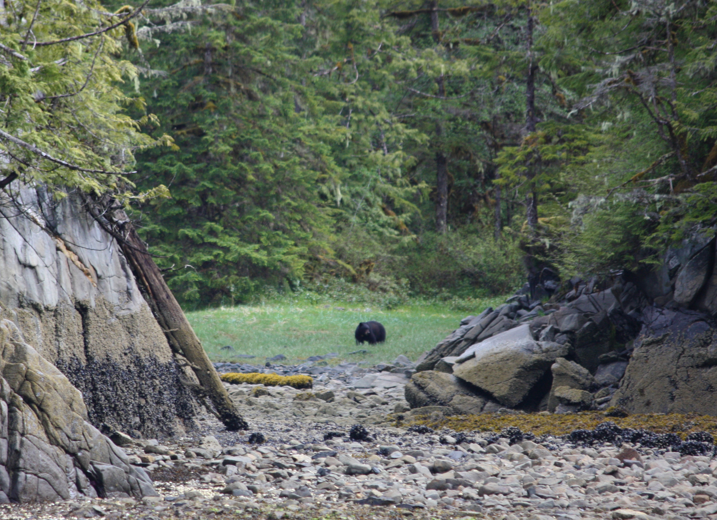  Bearnardo, made frequent appearances at the salmon stream in Orcas Cove. 