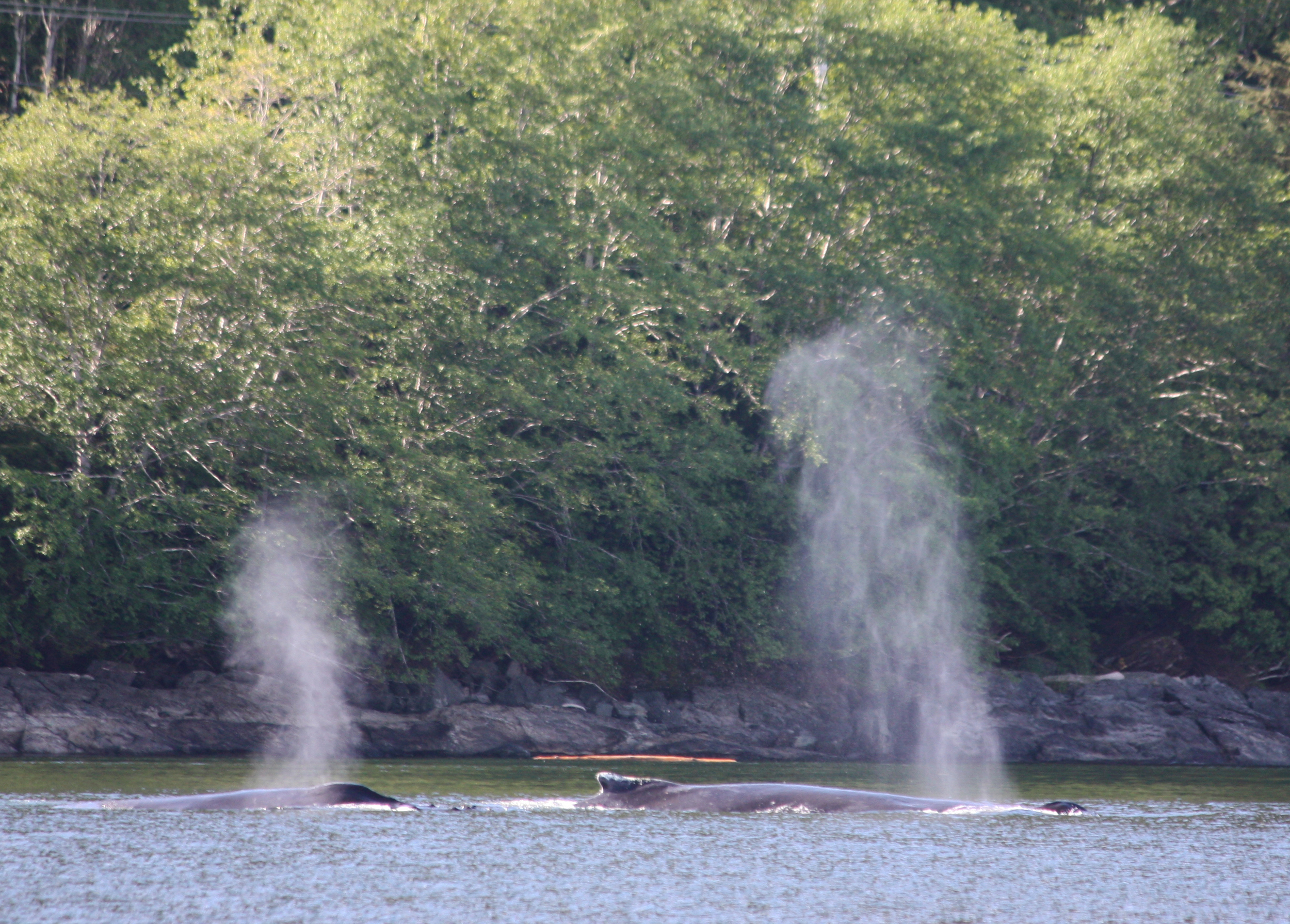  We spent an amazing afternoon watching a humpback mother teach her calf how to lunge feed. 